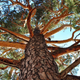 Tree-rings from the Siberian larch (pictured) and other species show that heatwaves and soil drying are accelerating in the Mongolian Plateau, according to new research.